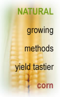 Corn